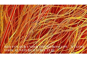 Fur Structure and Its Role in Heat Retention