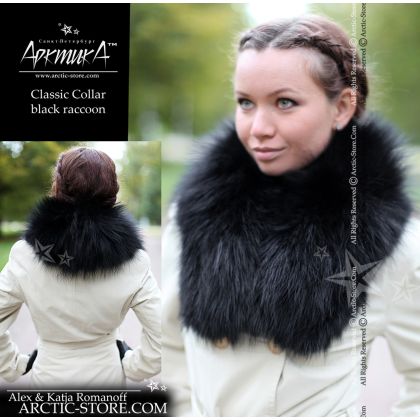 Classic collar, black raccoon